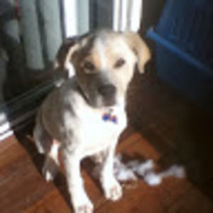 Meet your Posher, Brady